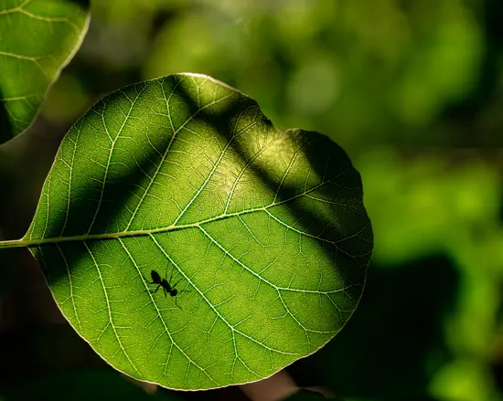 Dwutlenek węgla CO2